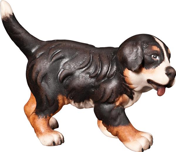 Berner Sennenhund Welpe Berner Sennenhund Welpe