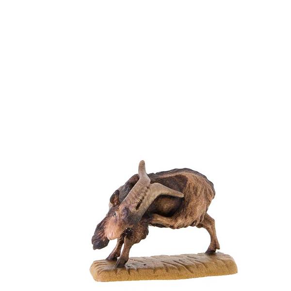 Ziegenbock kratzend Ziegenbock kratzend