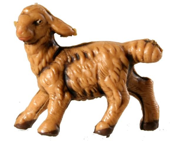 Schaf umschauend Schaf umschauend