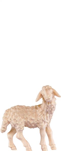 Lamm stehend Lamm stehend