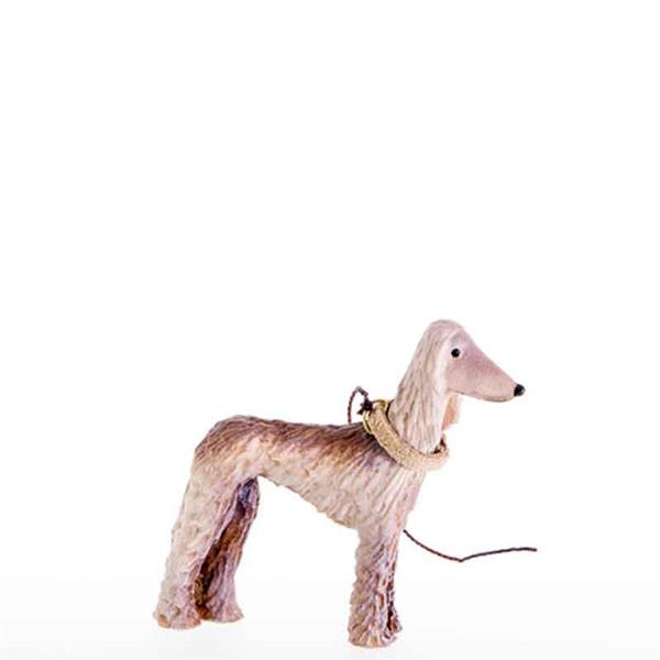 Afghanischer Windhund