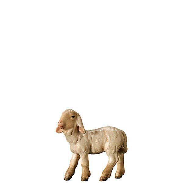 Lamm stehend Lamm stehend