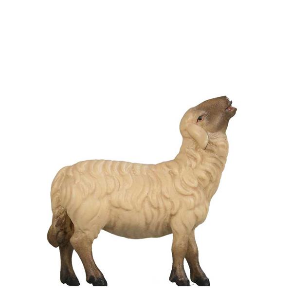 Schaf aufschauend SCHWARZ-WEIß Schaf aufschauend SCHWARZ-WEIß