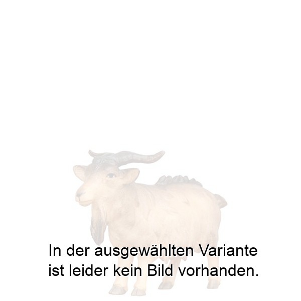 Ziegenbock gerade schauend