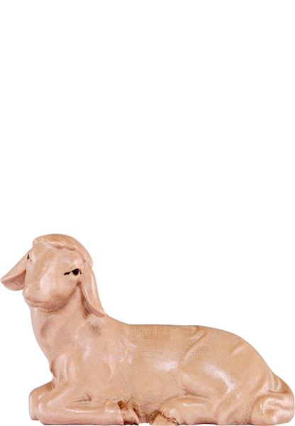 Schaf liegend Artis Schaf liegend Artis