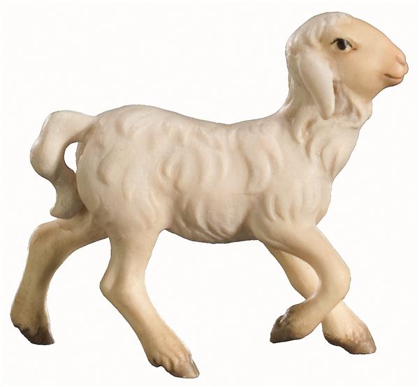 Lamm laufend