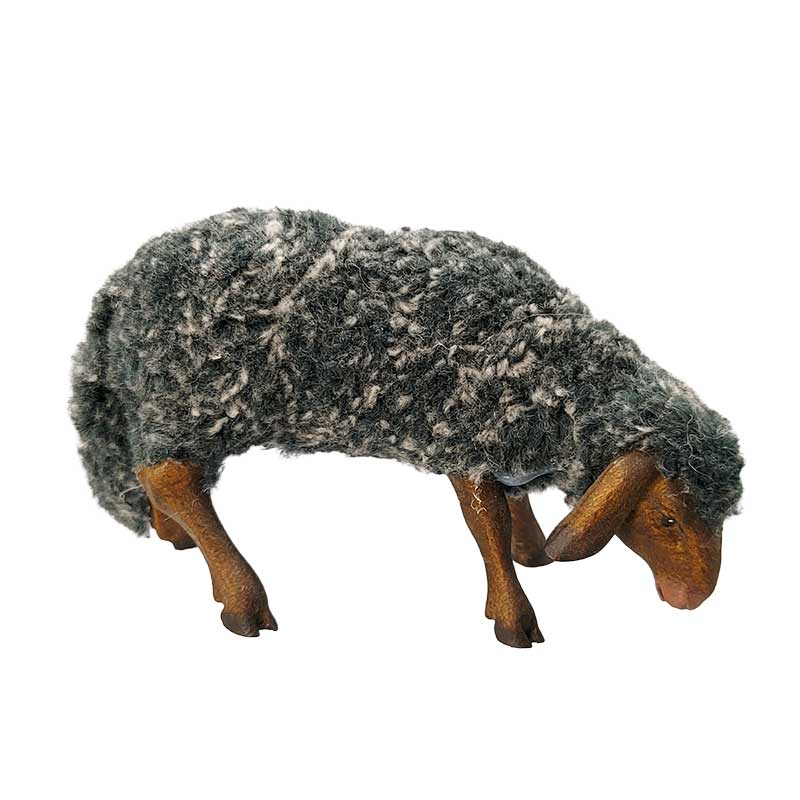 Schaf äsend mit Wolle meliert