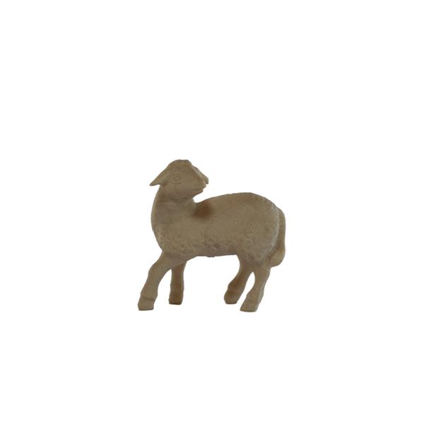 Lamm schauend