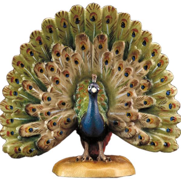Pfau radschlagend