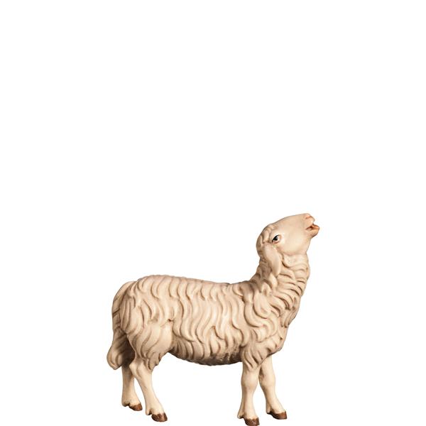 Schaf aufschauend Schaf aufschauend