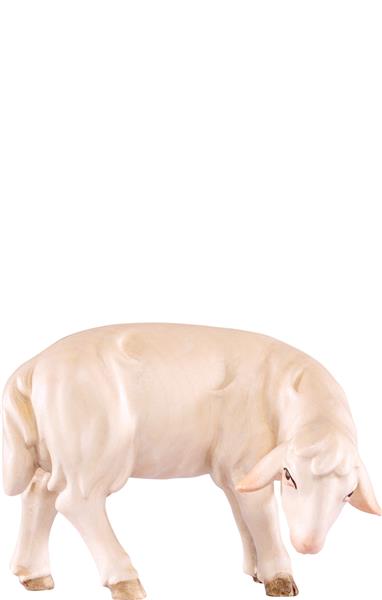 Schaf grasend Artis Schaf grasend Artis