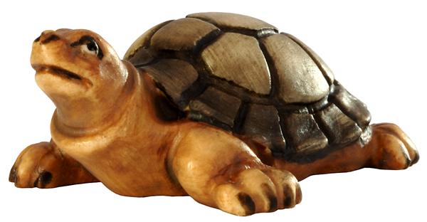 Schildkröte Schildkröte