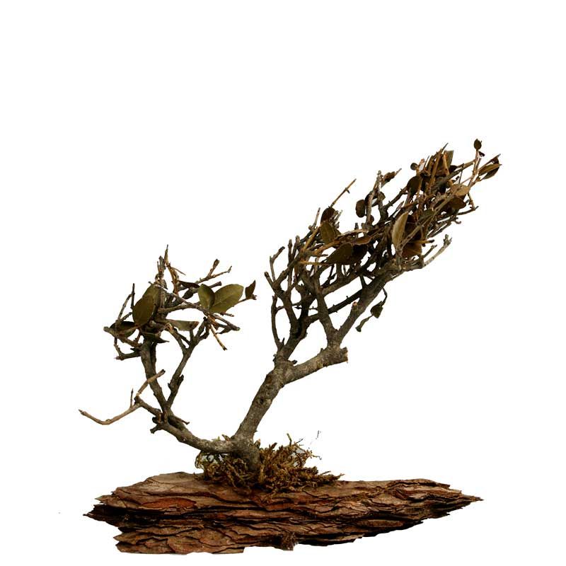 Bonsai Bonsai