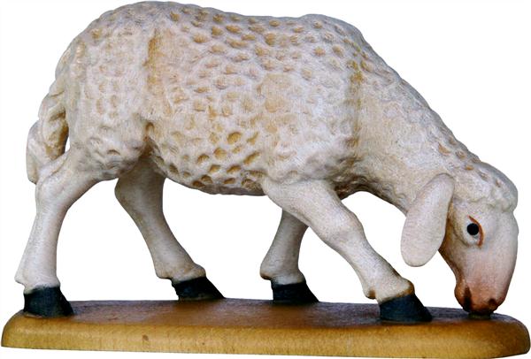 Schaf grasend Schaf grasend