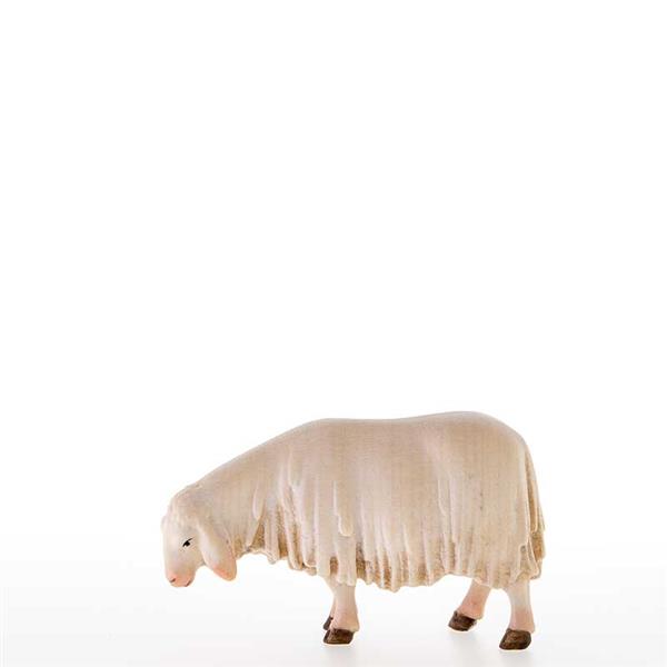Schnupperndes Schaf