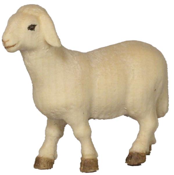 Schaf stehend Schaf stehend