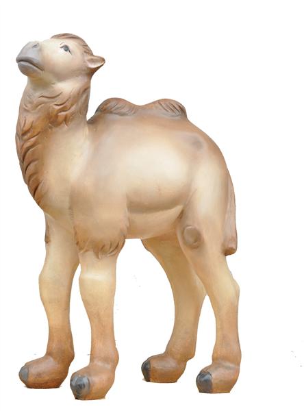 Kameljunge Kameljunge