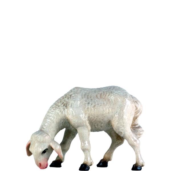 Schaf grasend Schaf grasend