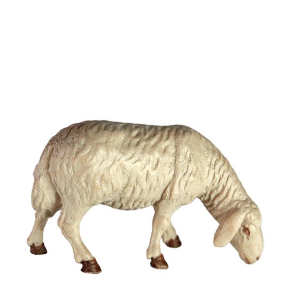 Schaf grasend Schaf grasend