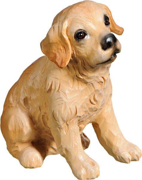 Golden Retriever Welpe sitzend Golden Retriever Welpe sitzend