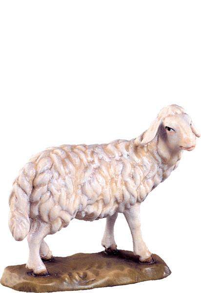 Schaf stehend Schaf stehend