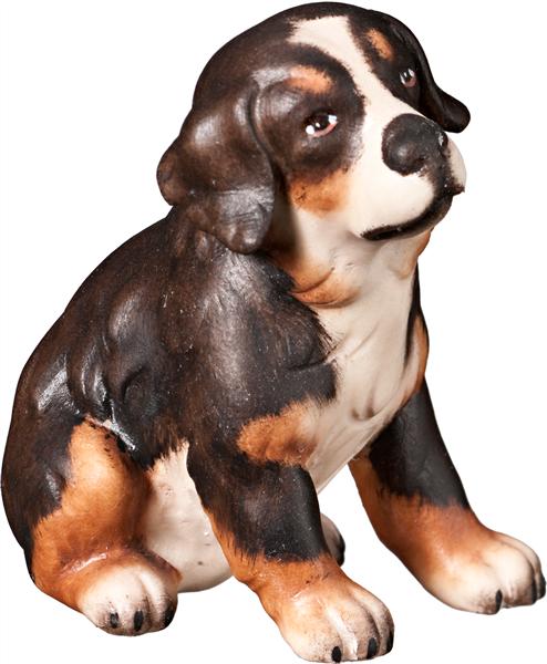 Berner Sennenhund Welpe sitzend Berner Sennenhund Welpe sitzend