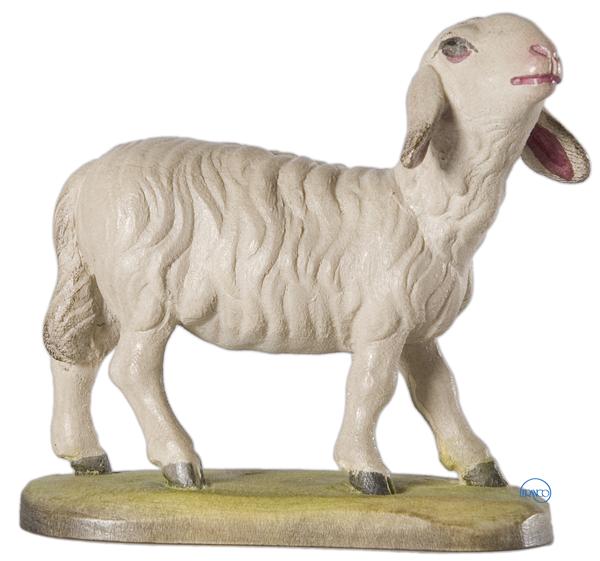 Schaf Kopf erhoben Schaf Kopf erhoben