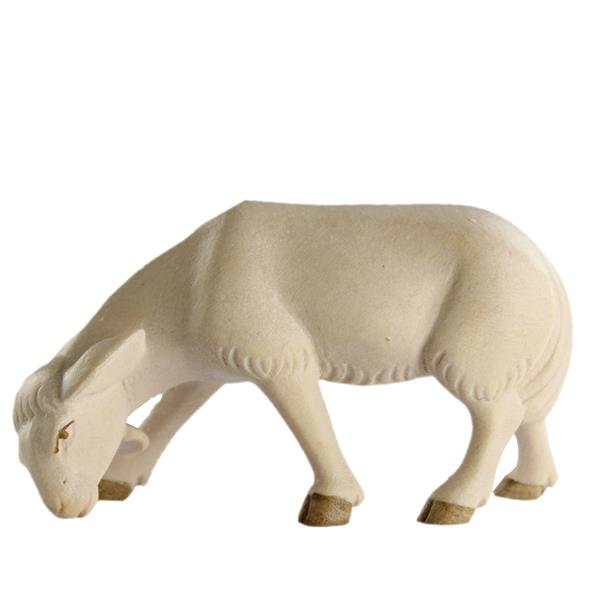 Schaf äsend Schaf äsend