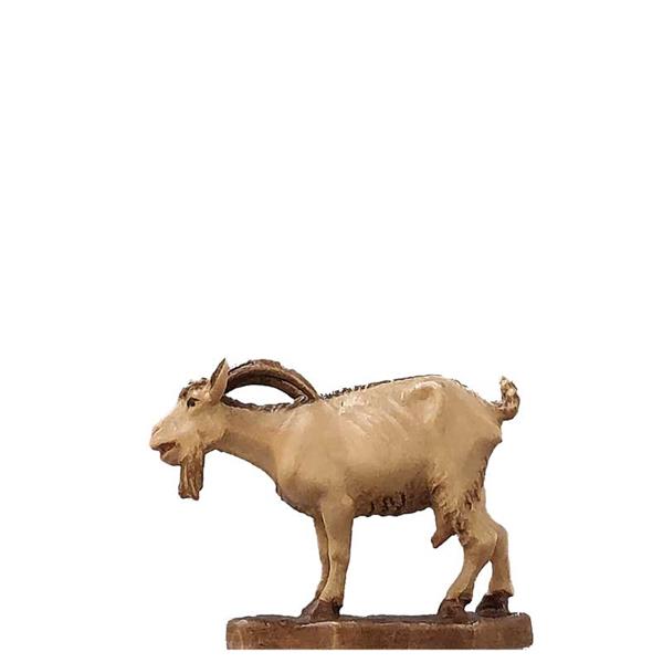 Ziege mit gesenktem Kopf Ziege mit gesenktem Kopf