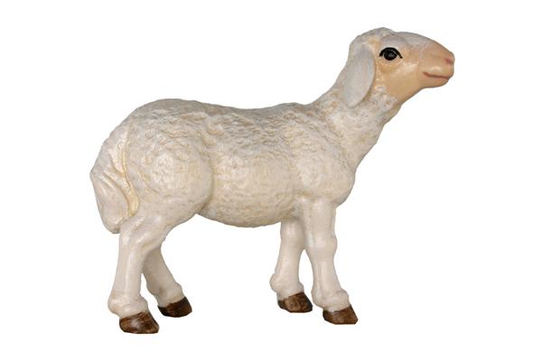Schaf Kopf hoch