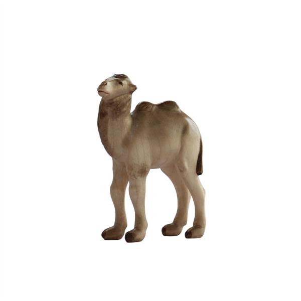 Kameljunge Kameljunge