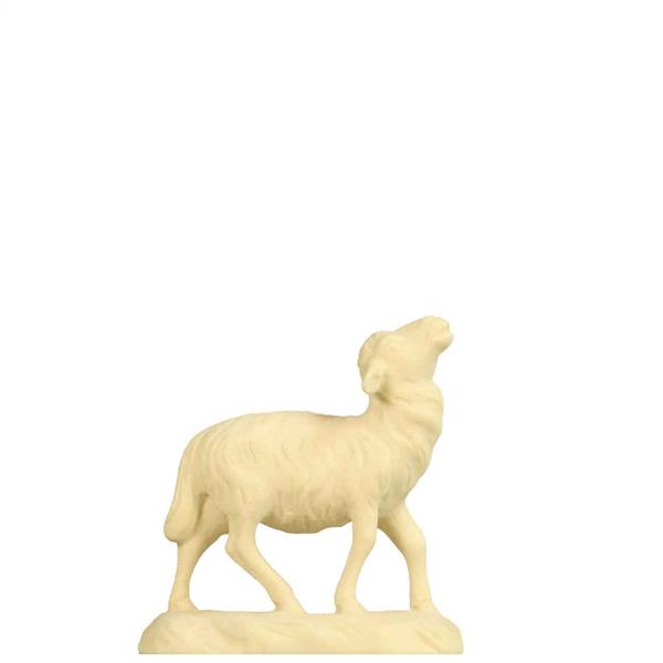 Schaf schauend
