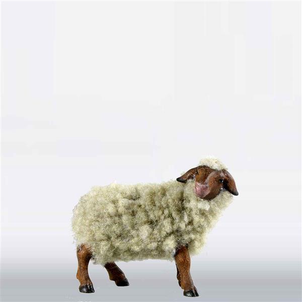 Schaf zurückschauend mit Wolle grau
