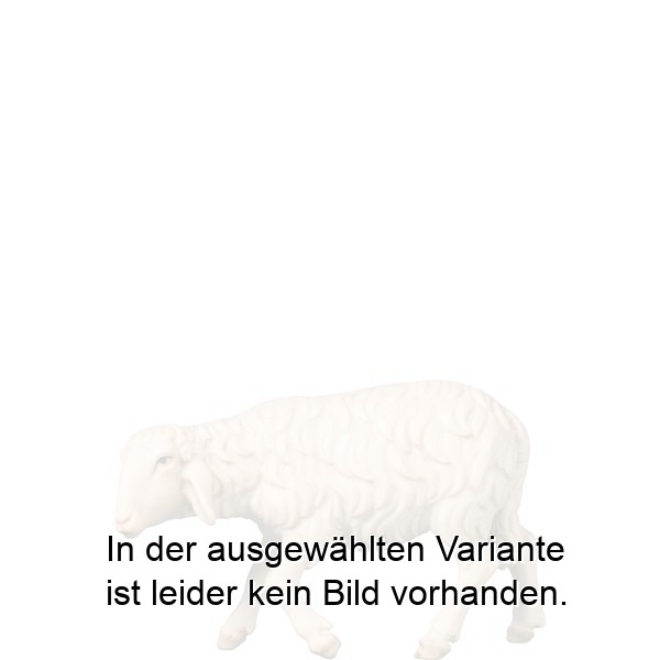 Schaf gehend Schaf gehend