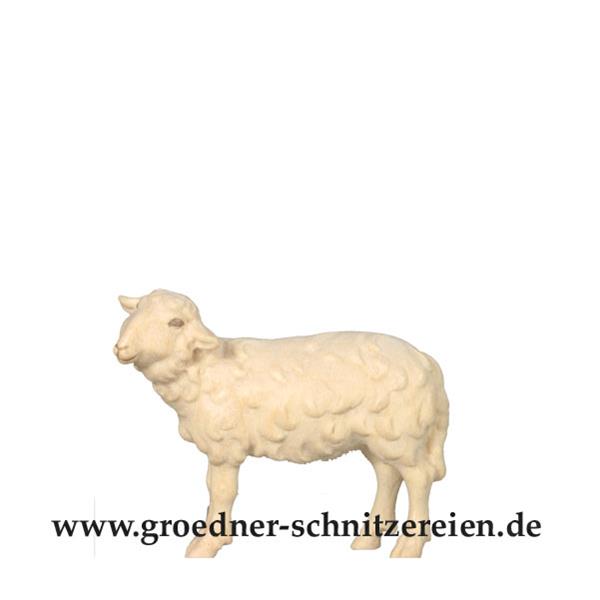 Schaf stehend linksschauend