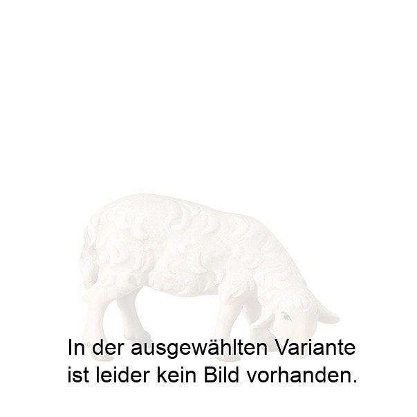 Schaf grasend Schaf grasend