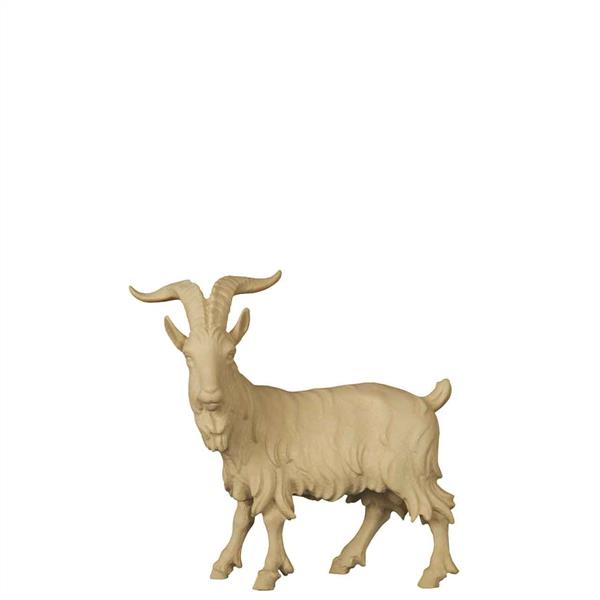 Ziegenbock stehend
