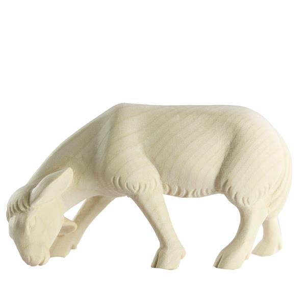 Schaf äsend Schaf äsend