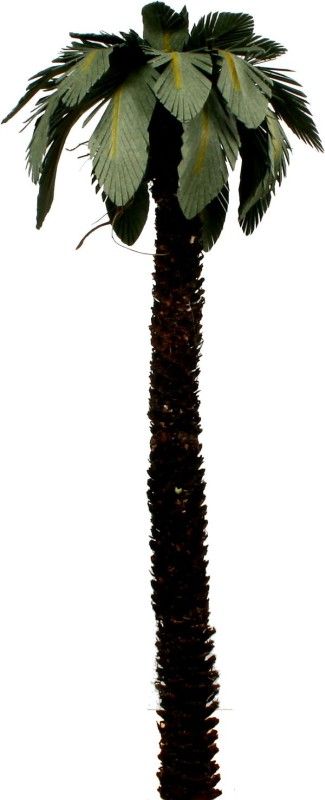Palme Palme