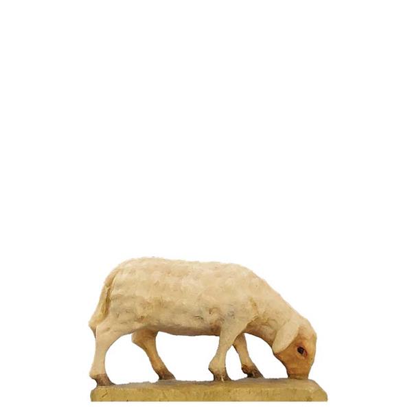 Schaf äsend Schaf äsend