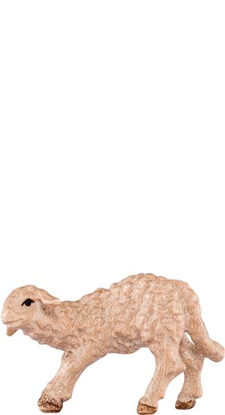 Lamm saugend Lamm saugend