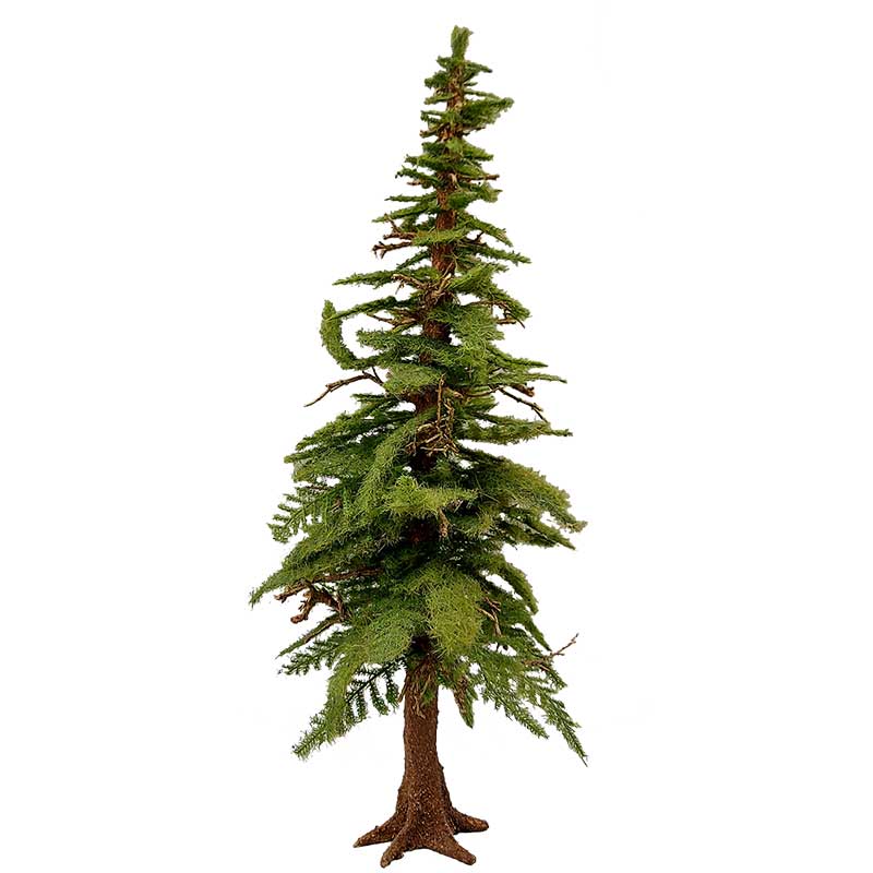 Tanne mit abgestorbenen Ästen Tanne mit abgestorbenen Ästen