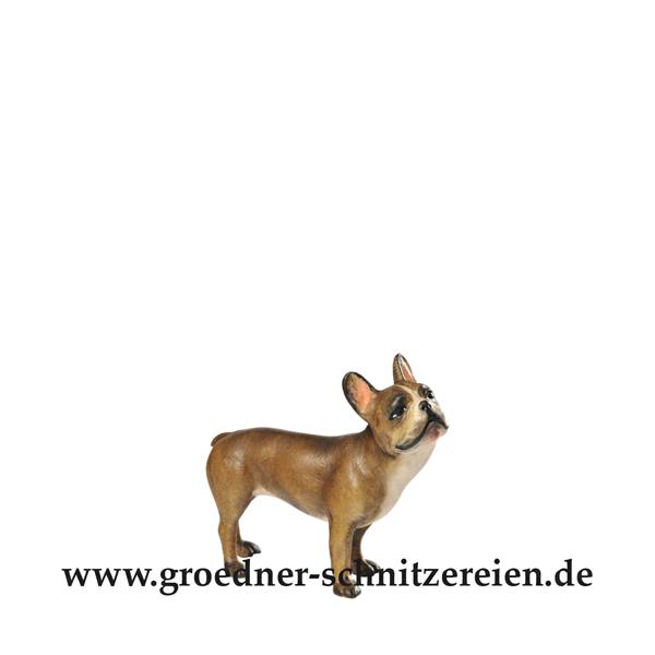 Französische Bulldogge Französische Bulldogge