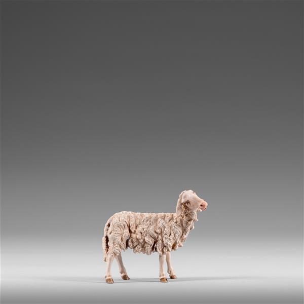 Schaf zurückschauend Schaf zurückschauend