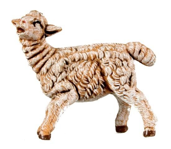 Schaf umschauend Schaf umschauend