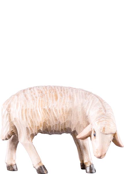 Schaf grasend Schaf grasend