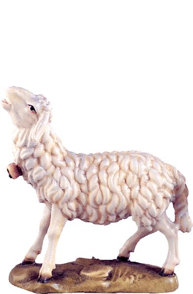 Schaf blökend Schaf blökend