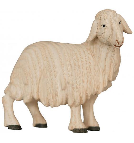 Schaf stehend Schaf stehend