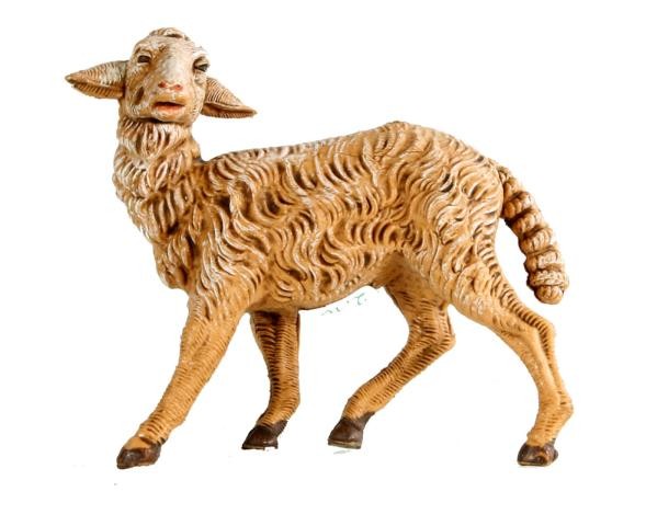 Schaf umschauend Schaf umschauend