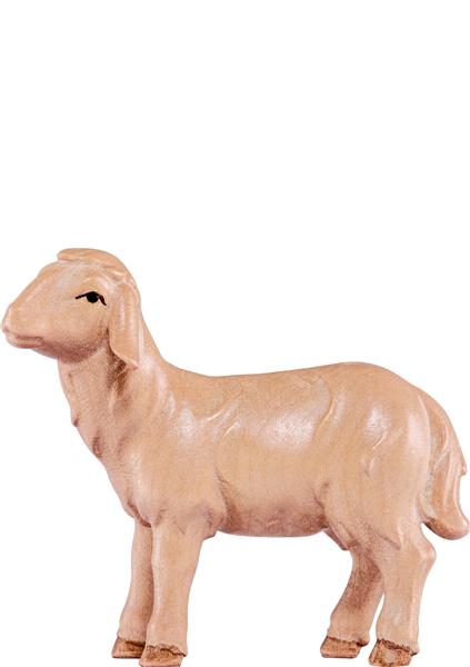 Schaf gehend Artis Schaf gehend Artis